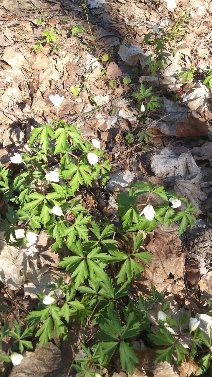 Гостиница Домик Охотника Токсово-218