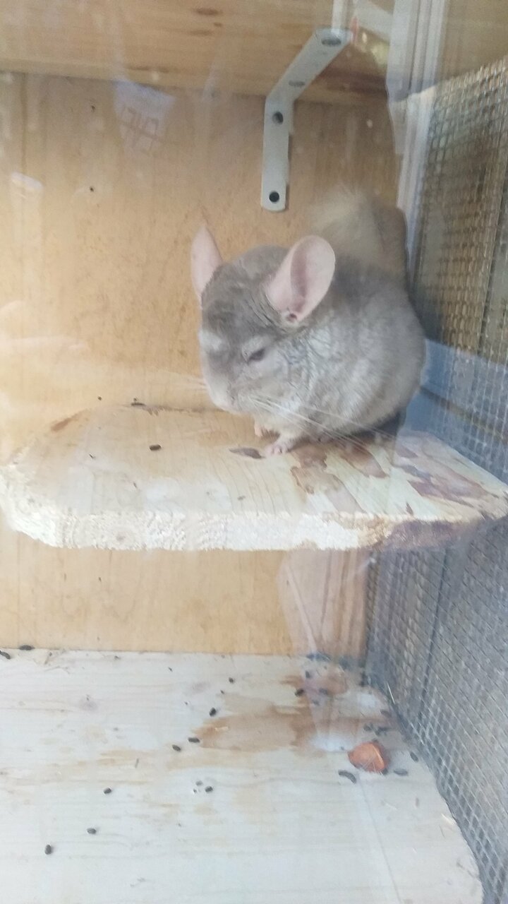 Гостиница Домик Охотника Токсово-233