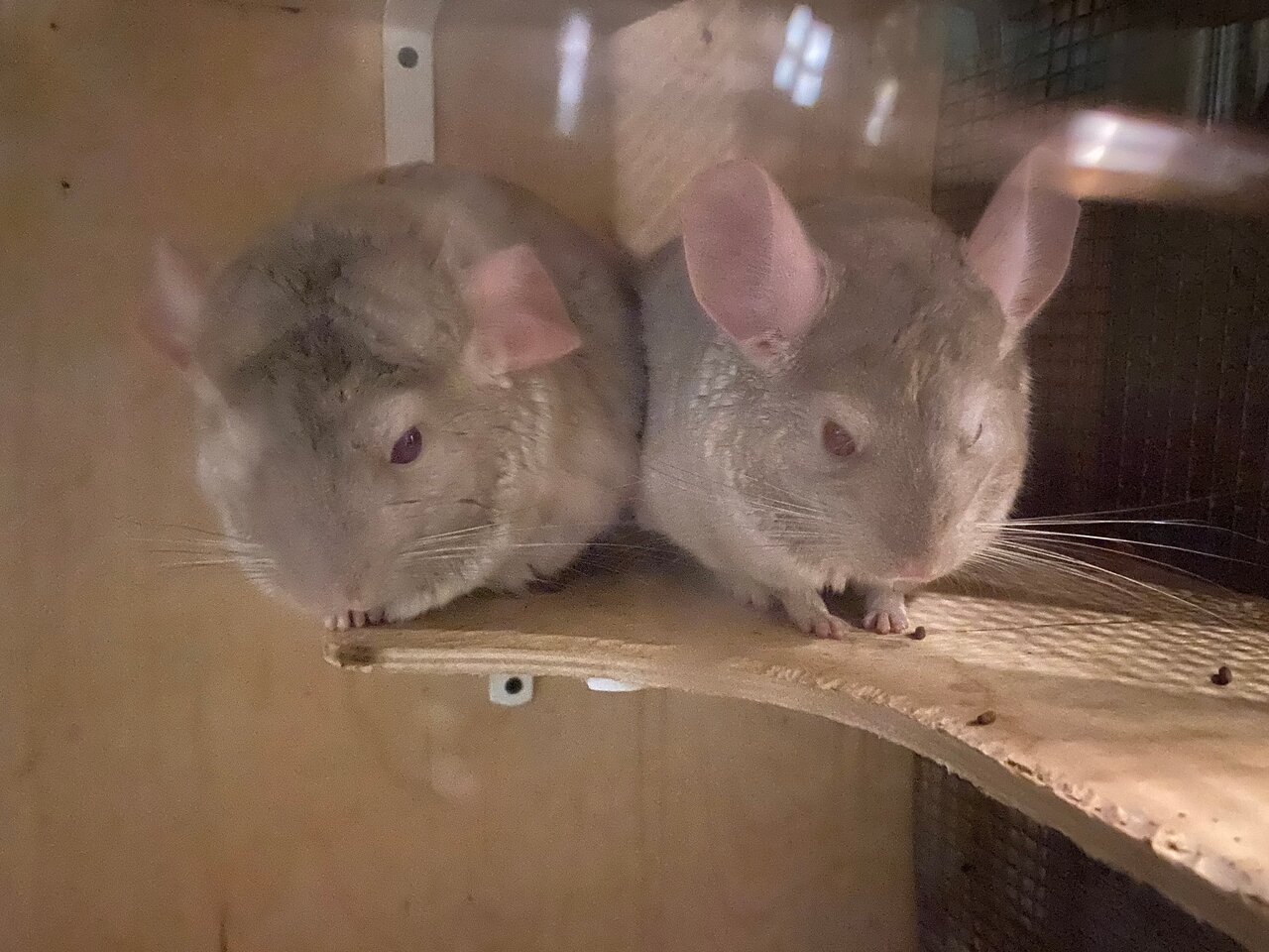 Гостиница Домик Охотника Токсово-182